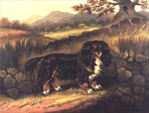 King Charles Spaniel „Zamieszanie” w krajobrazie