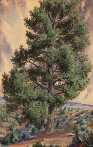 Sosna, b.d. autorstwa Sandow