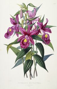 Sobralia Macrantha, ok. 1837-43