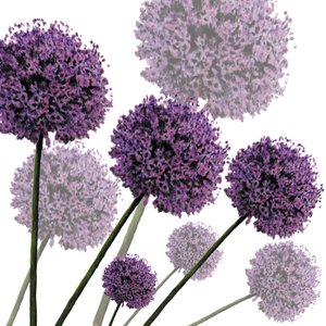 Allium Fernandez, 2004 (cyfrowy) autorstwa Sarah Hough