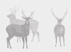 Jeleń Sika, 2017 autorstwa Sarah Hough
