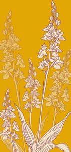 Pajęcza orchidea, 2017 autorstwa Sarah Hough