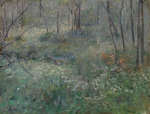 Dzika pietruszka, 1900.