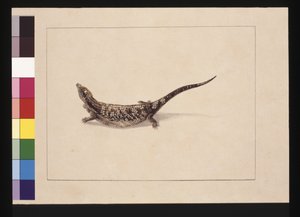 Strona 12. Nauka lub jaszczurka uformowana przez scynk. Obecnie znana jako jaszczurka niebieskojęzyczna, ok. 1789-90 (akwarela)