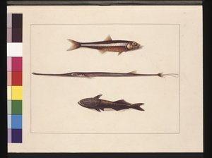 Strona 13. Katarzyna, Tytoń, Ryba Fajkowa, Ryba Remora. Obecnie znany jako Anchovy, Flute Mouth i Sucking fish, ok. 1789-90 (akwarela)