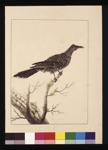 Strona 26. Samica drapieżna pszczółkożerna. Teraz znany jako mały ptak akacji, ok. 1789-90 (akwarela) autorstwa Sarah Stone