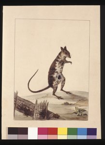 Strona 27. Poto Roo lub Kangur Szczur. Obecnie znany jako Ryży Szczur, kangur, ok. 1789-90 (akwarela)