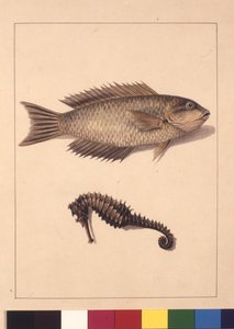 Strona 2. Labrus karpiowaty i hipokamp. Obecnie znany jako Wargacz lub Papuga, Ryba i Konik Morski, ok. 1789-90 (akwarela)