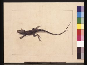 Strona 31. Zamurowana jaszczurka. Teraz znany jako Drzewny Smok, ok. 1789-90 (akwarela)