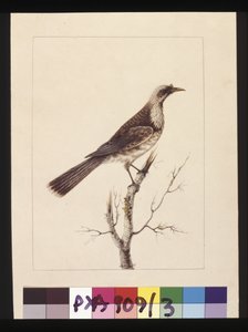 Strona 3. Pokrętło, Fronted Bee Eater: sygn. Sarah Smith. Obecnie znany jako ptak zakonny, ok. 1789-90 (akwarela) autorstwa Sarah Stone