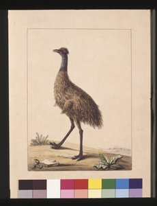 Strona 7. Kazuar New Holland. Teraz znany jako Emu, ok. 1789-90 (akwarela)