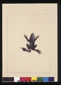 Strona 9. Niebieska żaba. Obecnie znana jako zielona żaba drzewna, ok. 1789-90 (akwarela)