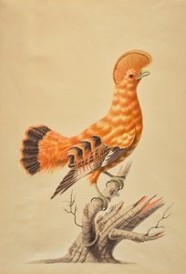 Rupicola Rupicola autorstwa Sarah Stone