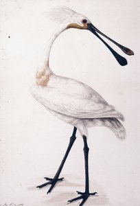 Warzęcha, 1777
