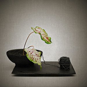  autorstwa Saskia Dingemans
