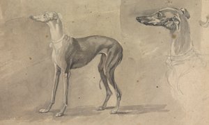 um galgo polonês autorstwa Sawrey Gilpin