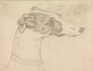Portret głowy charta autorstwa Sawrey Gilpin