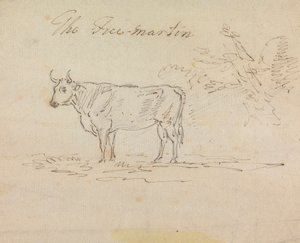 Wolny Martin autorstwa Sawrey Gilpin