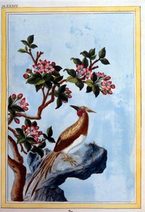 Sztuka chińska: kwiaty i ptaki. XVIII-wieczny rycina Dijon, biblioteka miejska autorstwa School Chinese