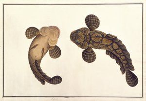 Lepoo, z „Rysunki zwierząt, owadów i gadów z Malakki”, ok. 1805-18 (gwasz i akwarela na papierze) autorstwa School Chinese