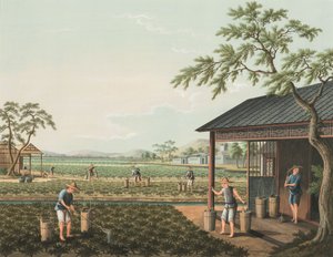 Produkcja herbaty, ok. 1820 (akwarela i złota farba na jedwabiu położonym na papierze) autorstwa School Chinese