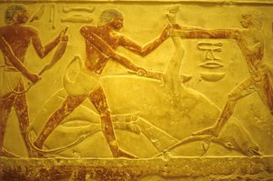 Starożytny Egipt, Rzeźba/malarstwo ścienne, Mastaba/Grobowiec Idout, Sakkara, 2323-2150 p.n.e., Byk zamordowany w celu złożenia ofiary (zdjęcie) autorstwa School Egyptian