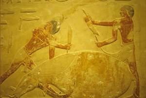 Muinainen Egypti, Seinien kaiverrus/maalaus, Mastaba/Idoutin hauta, Saqqara, 2323-2150 eKr., Härkä teurastettu uhraukseksi (valokuva)kiillotus autorstwa School Egyptian