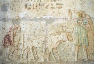 Starożytny Egipt, malowidła ścienne, grobowiec Petosiris, Tuna el Gebel, 300 p.n.e., orka i siew (zdjęcie ilustracyjne) autorstwa School Egyptian