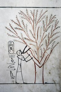 Luksor, Teby: Dolina Królów. Grób Totmesa (Totmesa lub Tutmesa) III (-1504 - -1450), faraona Egiptu. autorstwa School Egyptian