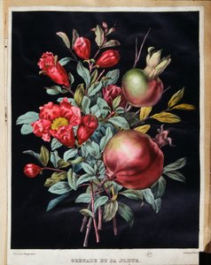Granat i jego kwiat - deska botaniczna autorstwa School French