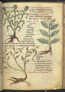 Harley 4986 f.23 Nymphia; Isatis; Crision, z „De medicaminibus herbarum liber (A herbal)” Pseudo-Apuleius Platonicus, autorstwa School German
