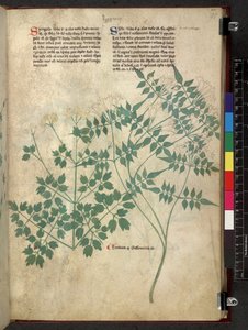 Egerton 747 Spargula and Self, Tractatus de herbis (Ziołowy) ok. 1280-1310 (tusz i kolor na welinie) autorstwa School Italian