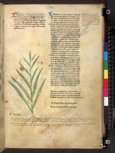 Egerton 747 Tractatus de herbis (ziołowy) c.1280-1310 (tusz i kolor na welinie) autorstwa School Italian