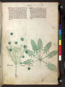 Egerton 747 Tractatus de herbis (ziołowy) c.1280-1310 (tusz i kolor na welinie) autorstwa School Italian
