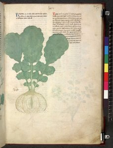 Egerton 747 Tractatus de herbis (ziołowy) c.1280-1310 (tusz i kolor na welinie) autorstwa School Italian