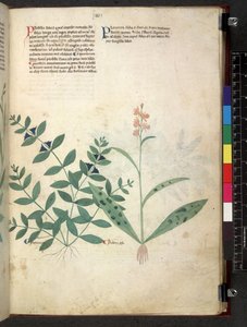 Egerton 747 Tractatus de herbis (ziołowy) c.1280-1310 (tusz i kolor na welinie) autorstwa School Italian