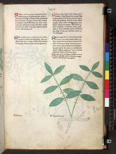Egerton 747 Tractatus de herbis (ziołowy) c.1280-1310 (tusz i kolor na welinie) autorstwa School Italian