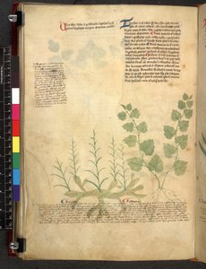 Egerton 747 Tractatus de herbis (ziołowy) c.1280-1310 (tusz i kolor na welinie) autorstwa School Italian