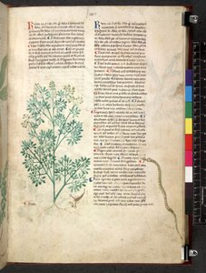 Egerton 747 Tractatus de herbis (ziołowy) c.1280-1310 (tusz i kolor na welinie) autorstwa School Italian