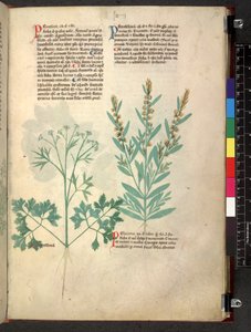 Egerton 747 Tractatus de herbis (ziołowy) c.1280-1310 (tusz i kolor na welinie) autorstwa School Italian