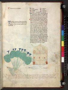 Egerton 747 Tractatus de herbis (ziołowy) c.1280-1310 (tusz i kolor na welinie) autorstwa School Italian