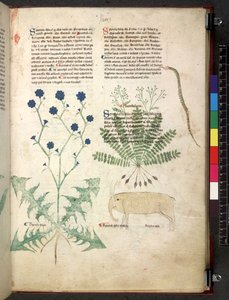 Egerton 747 Tractatus de herbis (ziołowy) c.1280-1310 (tusz i kolor na welinie) autorstwa School Italian