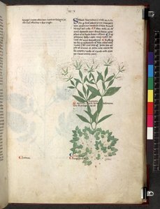 Egerton 747 Tractatus de herbis (ziołowy) c.1280-1310 (tusz i kolor na welinie) autorstwa School Italian