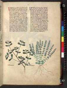 Egerton 747 Tractatus de herbis (ziołowy) c.1280-1310 (tusz i kolor na welinie) autorstwa School Italian