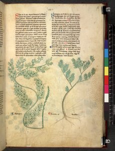 Egerton 747 Tractatus de herbis (ziołowy) c.1280-1310 (tusz i kolor na welinie) autorstwa School Italian
