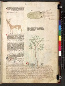 Egerton 747 Tractatus de herbis (ziołowy) c.1280-1310 (tusz i kolor na welinie) autorstwa School Italian