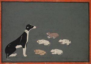 Pies ze szczeniętami, ok. 1780 (tusz i nieprzezroczysta akwarela na papierze) autorstwa School Mughal
