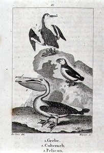 Perkoz, Culterneb i Pelikan z Historii Ziemi i Przyrody Ożywionej, Londyn 1816 (grawerunek z blachy miedzianej) autorstwa School Spanish