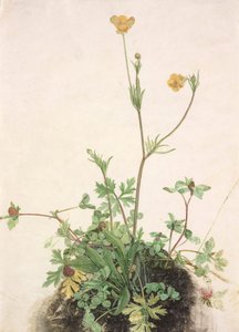 Niemiecki: Jaskier, koniczyna czerwona i babka zwyczajna Jaskier, koniczyna czerwona i babka zwyczajna autorstwa School of Albrecht Dürer