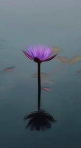 Fioletowa lilia autorstwa Scott J. Davis